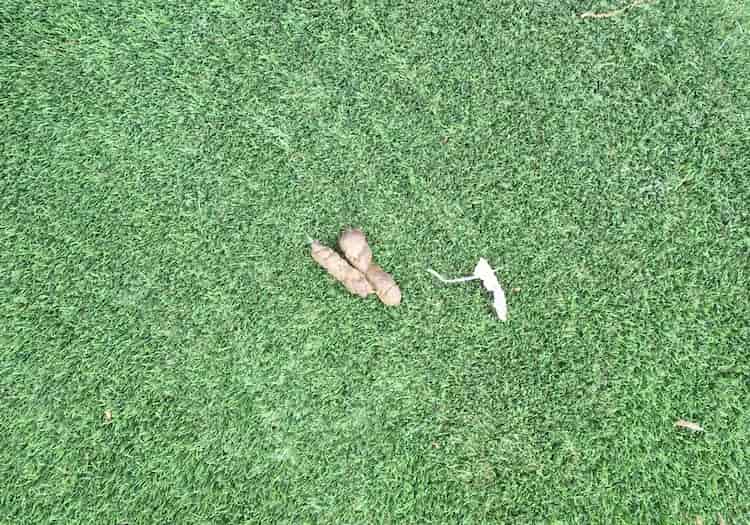 Easy dog waste cleanup on rapid-drainage artificial grass