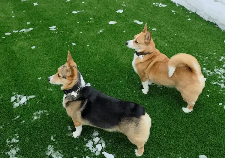 Corgi standing on shoveled artificial grass dog run in winter snow Fairfax VA