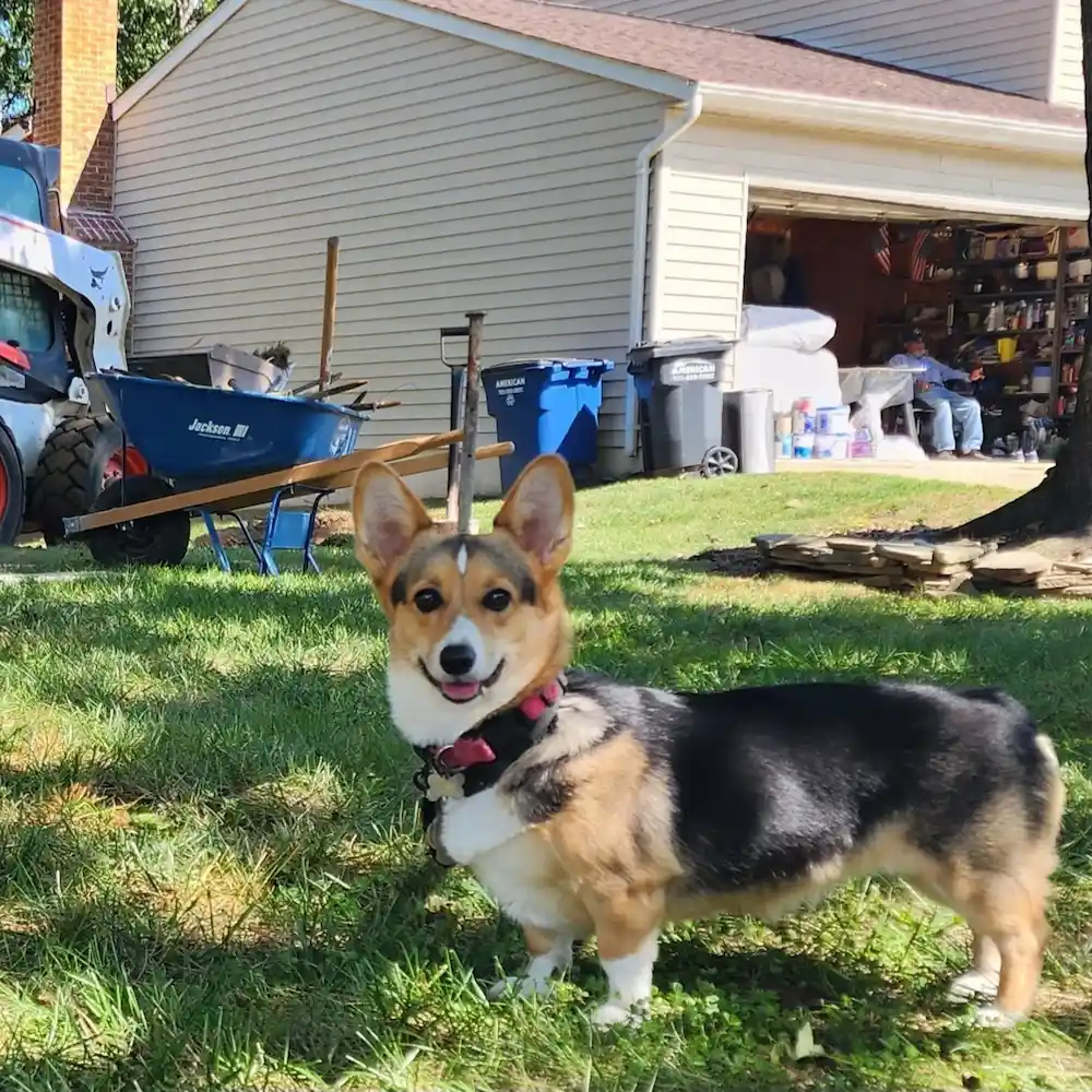 Roxie, the Tuck GC jobsite supervisor corgi